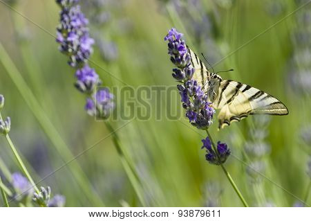 Scarce Swallowtail (iphiclides Podalirius) Butterfly