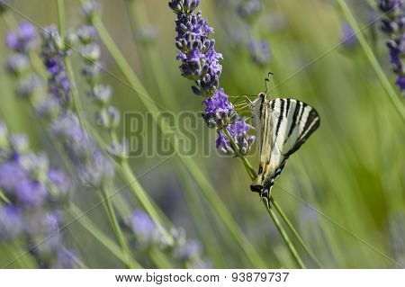 Scarce Swallowtail (iphiclides Podalirius) Butterfly