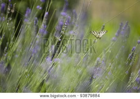 Scarce Swallowtail (iphiclides Podalirius) Butterfly
