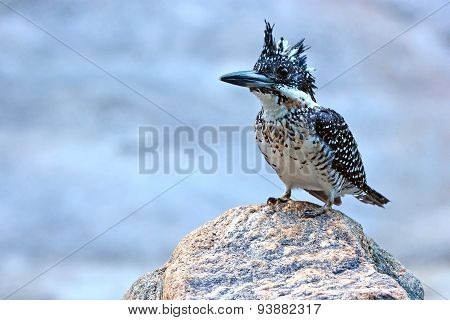 Crested Kingfisher