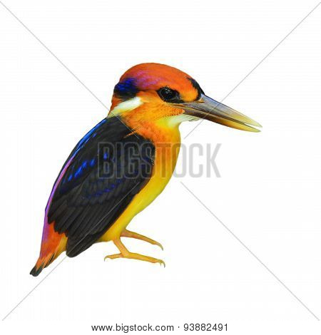 Black-backed Kingfisher Bird