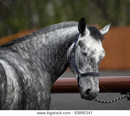 Sleeping gray horse at a hitching post