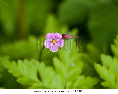 Herb Robert