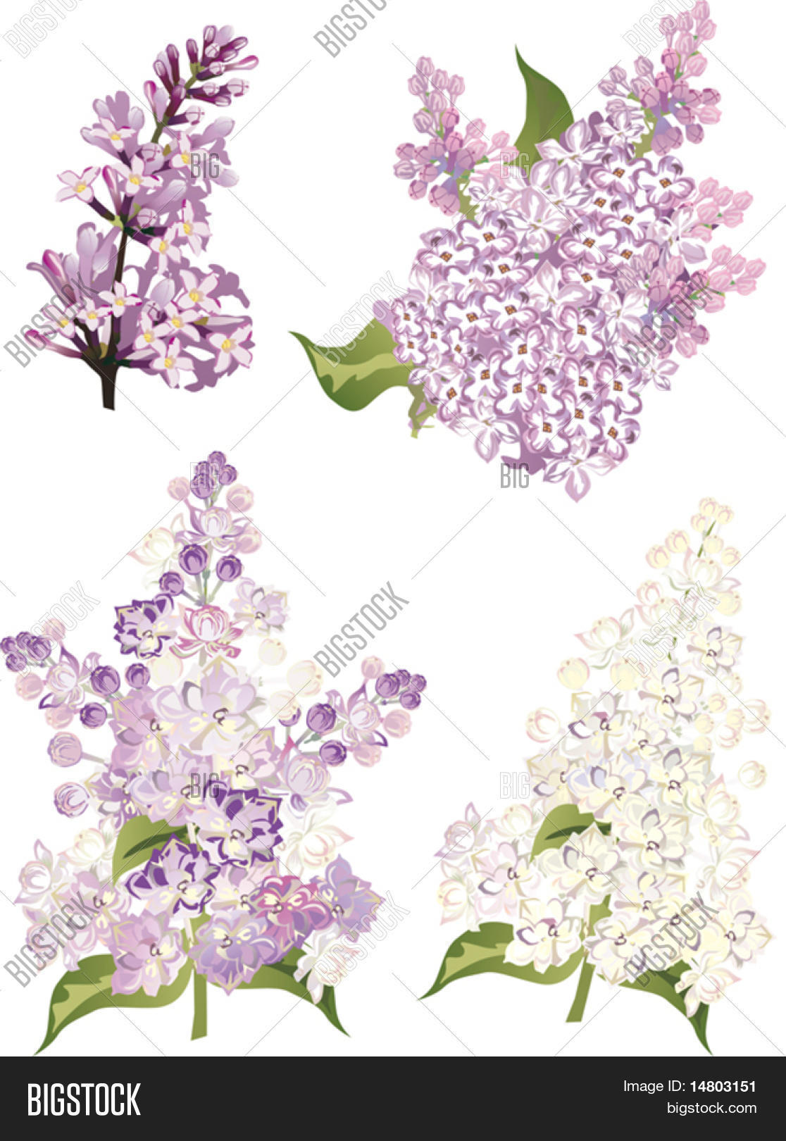 Illustration Lilac Vector & Photo (Free Trial) | Bigstock