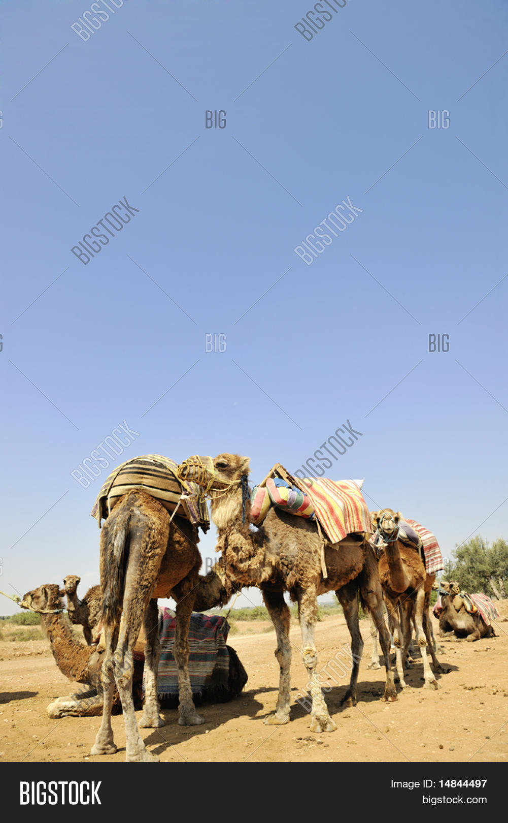 Wild Camel Animal On Image & Photo (Free Trial) Bigstock
