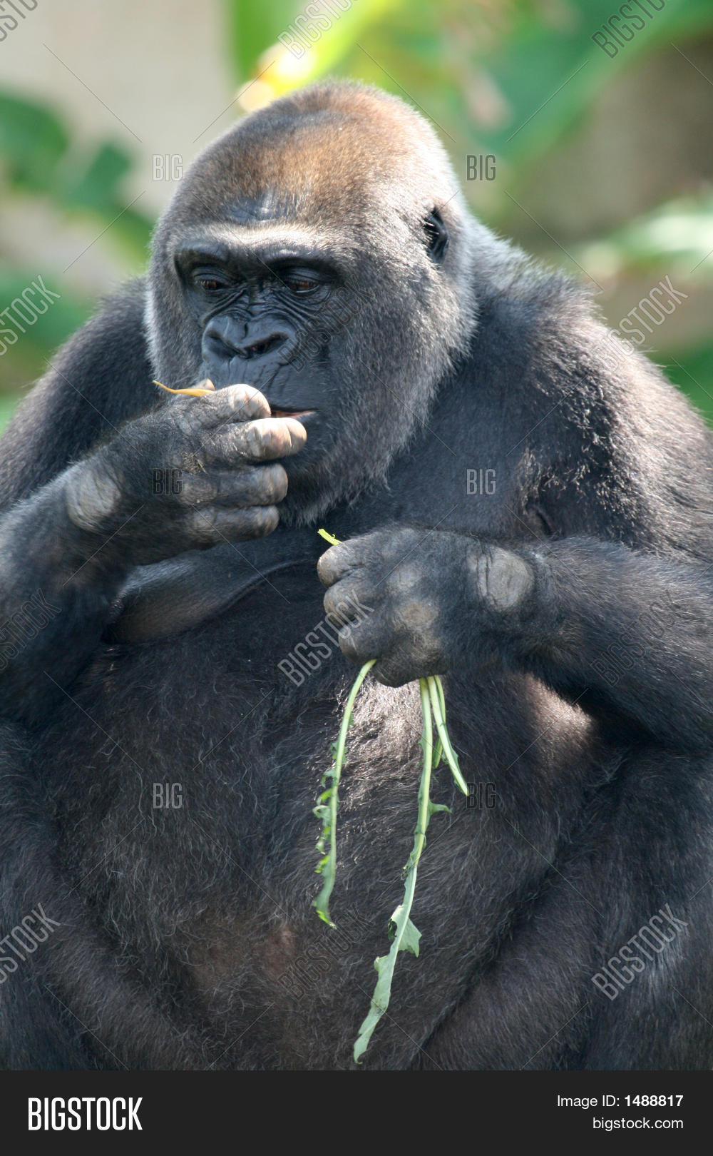 Gorilla Eating Image & Photo (Free Trial) | Bigstock