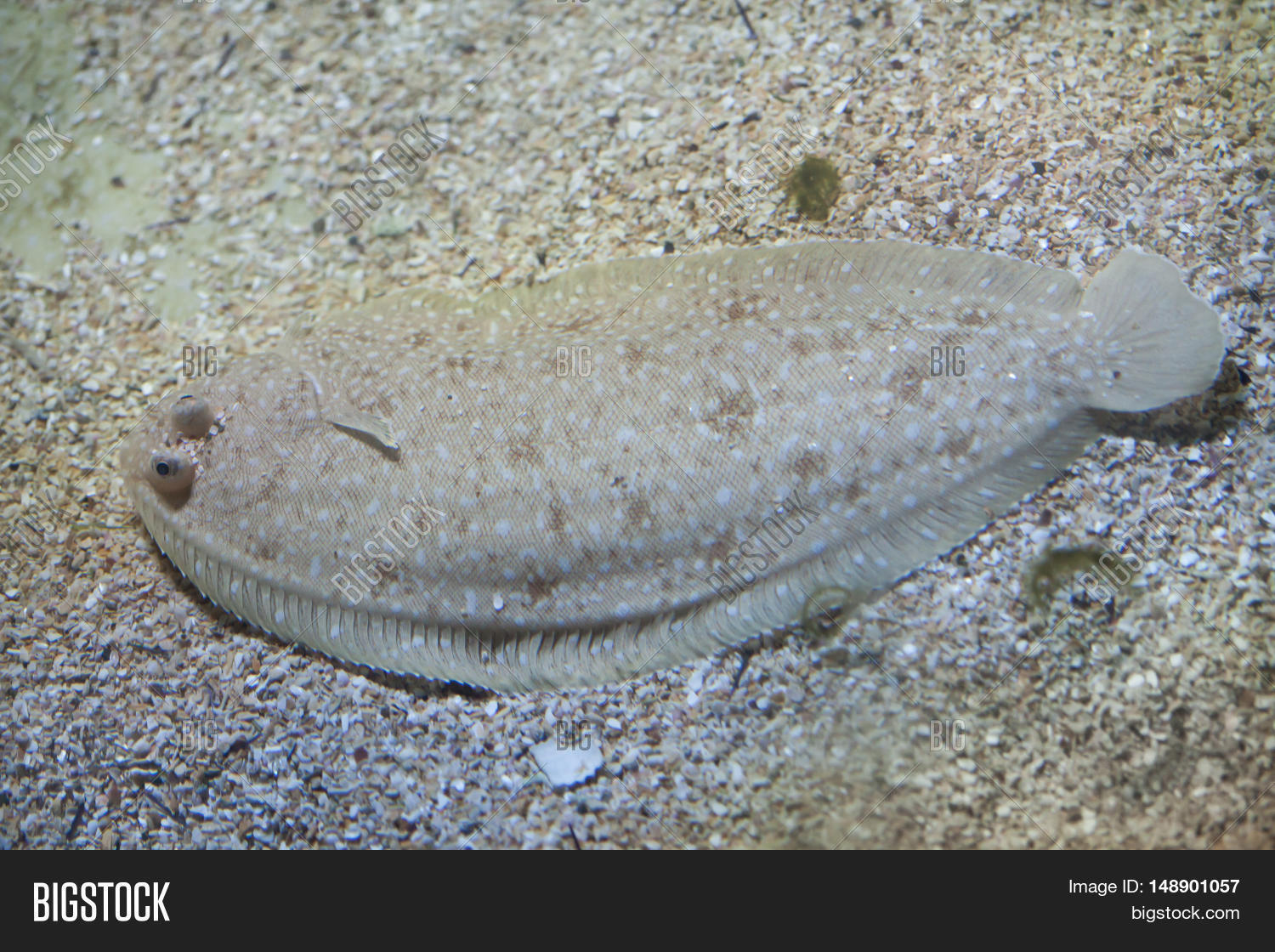 Senegalese Sole (Solea Image & Photo (Free Trial) | Bigstock