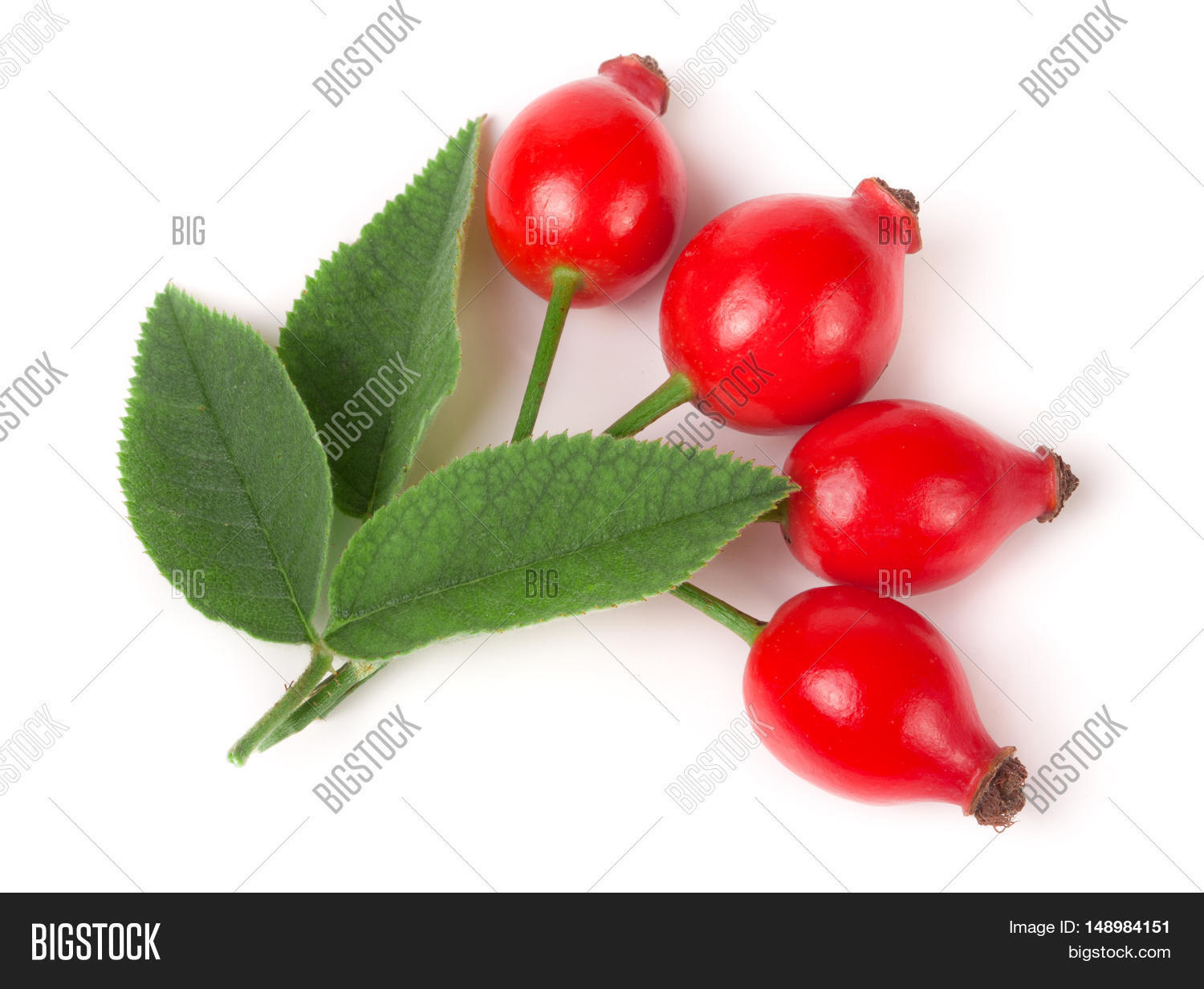Branch Rosehip Leaves Image & Photo (Free Trial) Bigstock