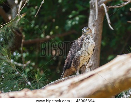 Long-Legged Buzzard - Buteo rufinus - is sitting on a tree and looking out for prey