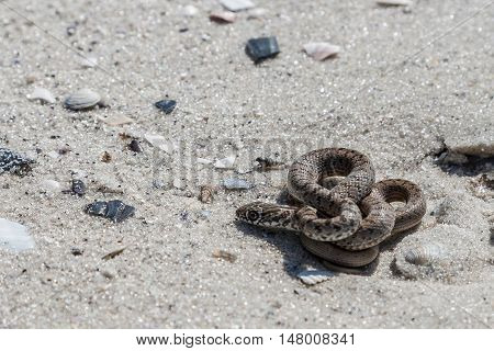 The snake basking on the sand Kinburn Spit Ukraine.