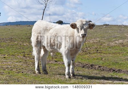 Calf grazing in a field in Guadarrama Mountains, Madrid, Spain