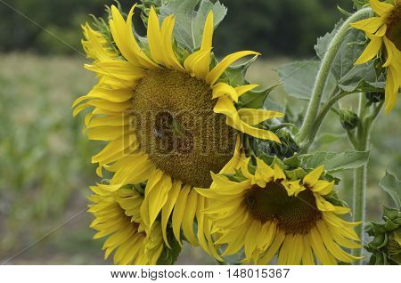 Sunflower at field with sit bee closeup.