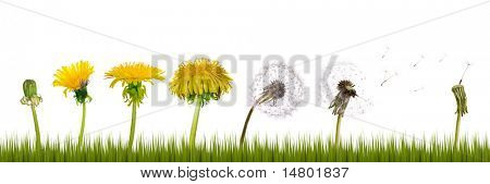 catena di fiori di tarassaco da inizio alla senilità isolata on white background