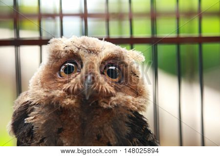 Animal photo portrait of an owl in cage owl sanctuary