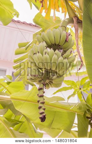 Young raw banana bunch called 