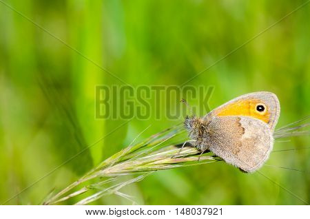 Small Heath Butterfly, Coenonympha pamphilus in Extremadura