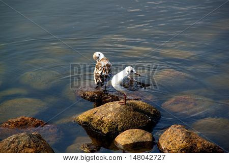 beach sea life bird life amazing air gray wing holiday beach white relax travel sun bright