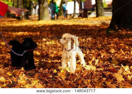 woman admonishes poodle in a beautiful autumn park