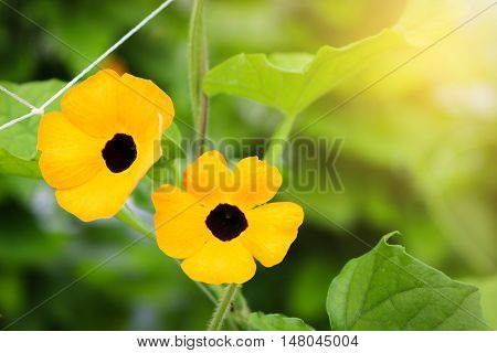 Close up Black-eyed susan in field plant.