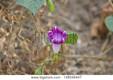 Pink flower on a background of dry leaves in the field