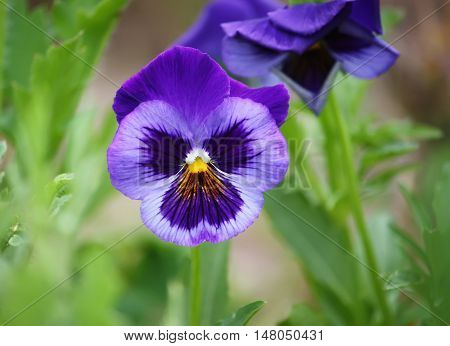 Purple Pancy Flowers Growing In A Summer Garden