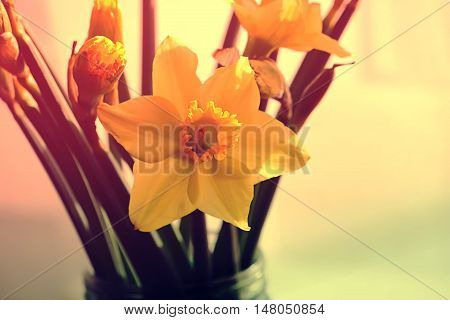 Dried daffodils. Narcissus flowers on old paper background.