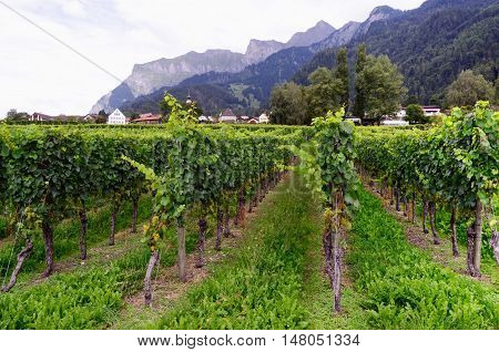 Vineyard in Swiss Rhine Valley, with Grapes Ripening in Late Summer. Jenins Municipality (Landquart District, Maienfeld Circle, Canton of Graubünden, Switzerland) in the Background.