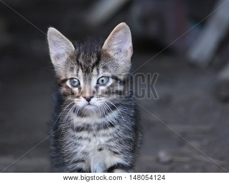 Gray striped adorable tabby kitten on rural yard background
