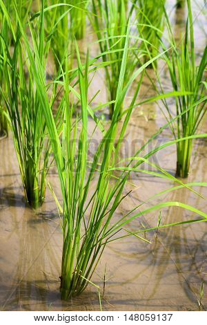 rice plant at 