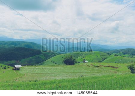 "Baan Pa Pong Piang" located in Mae Jam Chiangmai Thailand this place is farmer plant rice on terrace.