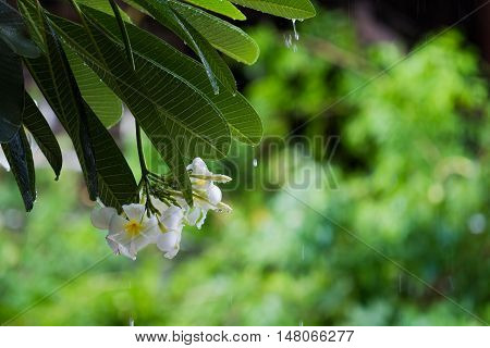 Beautiful Frangipani or White Plumeria flowers in raining season with water droplets and green blured background .