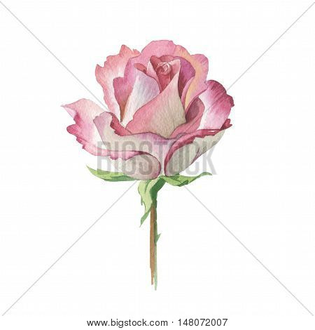 Wildflower rose flower tattoo in a watercolor style isolated. Full name of the herb: rose, platyrhodon, rosa. Aquarelle flower could be used for background, texture, pattern, frame or border.