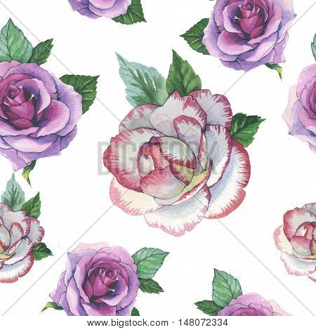 Wildflower rose flower pattern in a watercolor style isolated. Full name of the plant: rose, platyrhodon, rosa. Aquarelle flower could be used for background, texture, pattern, frame or border.