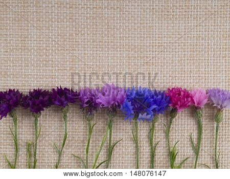 Background cornflowers. Cornflowers lie at the bottom on sackcloth. Blue purple pink cornflowers lie on the texture of fabric.