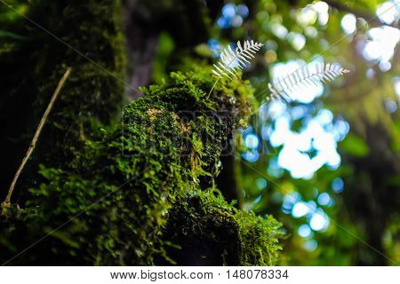 Sun Shining Into Green Fern Tropical Deep Forest