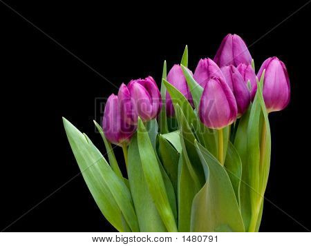 Tulp1