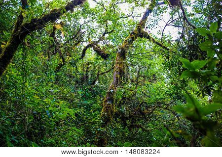 Rainforest Greenery Scene On Chiangdao Mountain