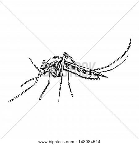 illustration vector doodle hand drawn of sketch mosquito isolated on white background