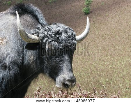 Head of yak Himalayan wild cow Bhutan