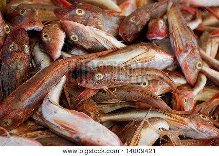 poisson