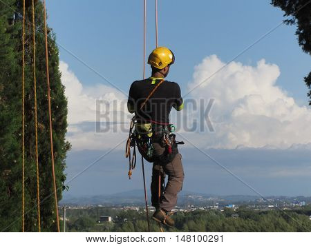 Tree surgeon lumberjack hanging from a big tree