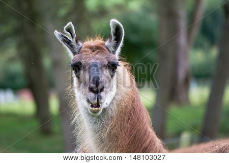 Llama with torn ear head and neck. Domesticated camelid raised for wool in British countryside with old injury to ear and mouth open showing teeth