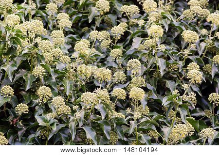Ivy (Hedera helix) flowers in hedge. Masses of green and yellow flowers on this familiar evergreen climbing shrub in the family Araliaceae