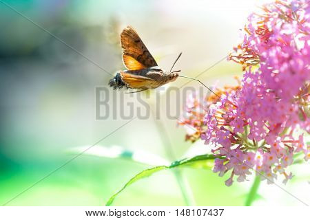 Flying Hummingbird hawk-moth with a pink flower