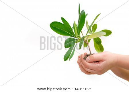 concepto de crecimiento con la pequeña planta en mano