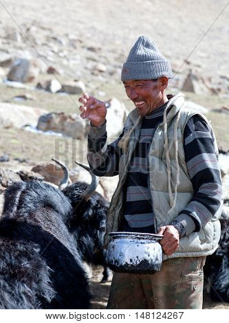 Tibetan Nomad Milking Yak Cow By Hands In Ladakh, India