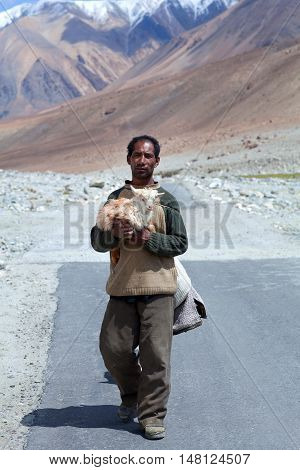 Tibetan Nomad With Goatling In Ladakh, India