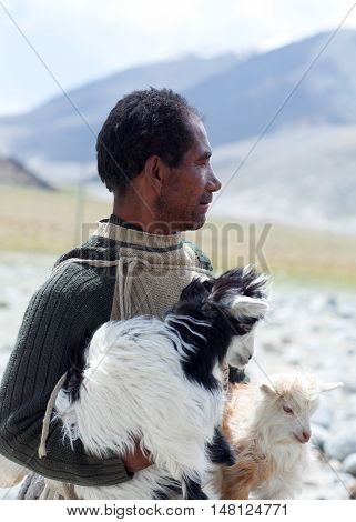 Tibetan Nomad With Goatling In Ladakh, India