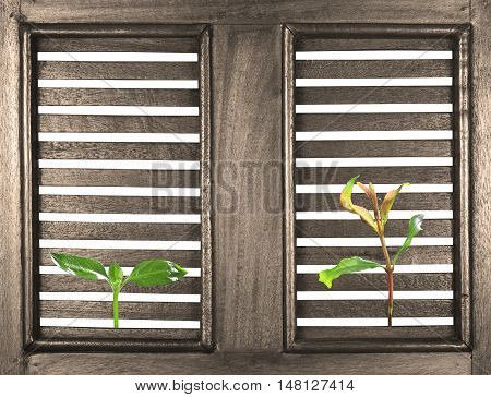 green seedling poke on the ancient wood window on white for your ideas; included clipping path