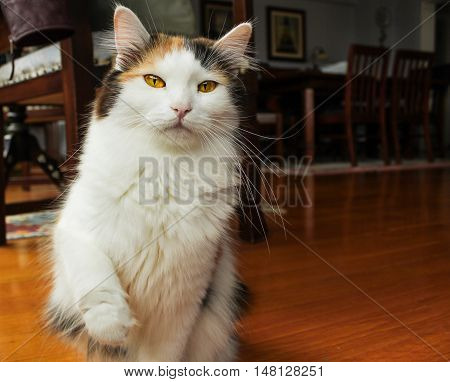 Cautious young cat pawing up at home
